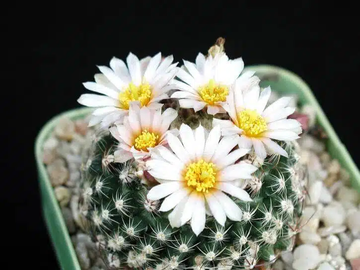 cactus-flower-image-725x544-4da1a4f0
