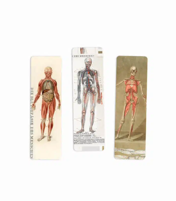 Anatomi Ayraç Üçlüsü